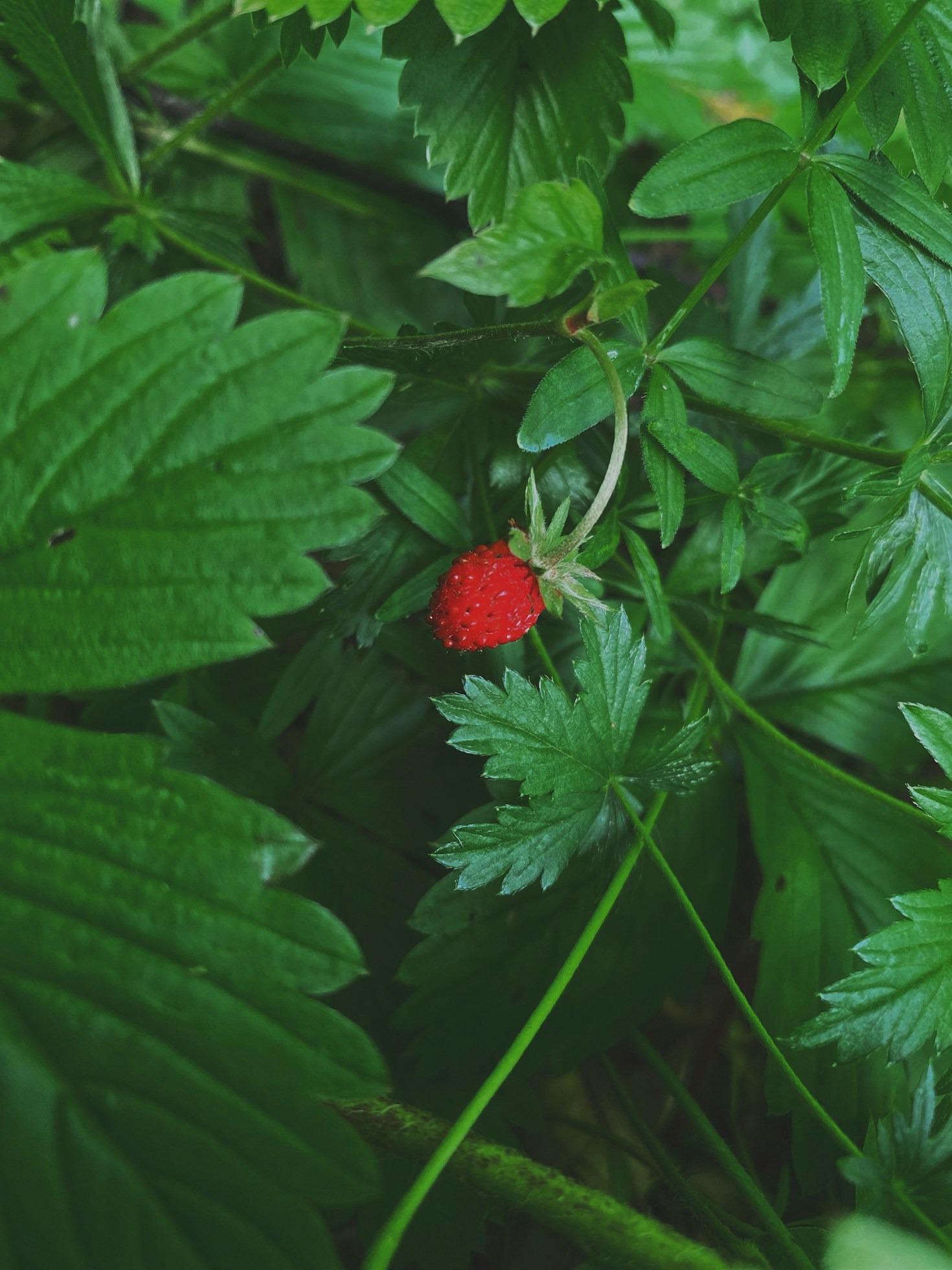 How to Start Your Own Food Forest