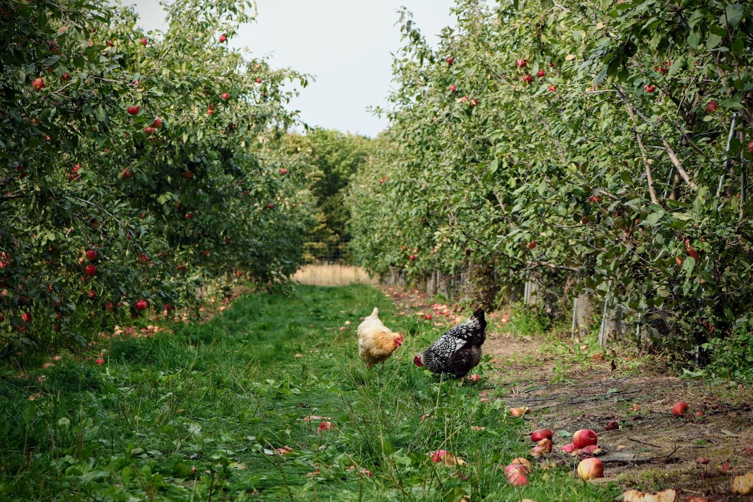10 Benefits of Growing Your Own Food