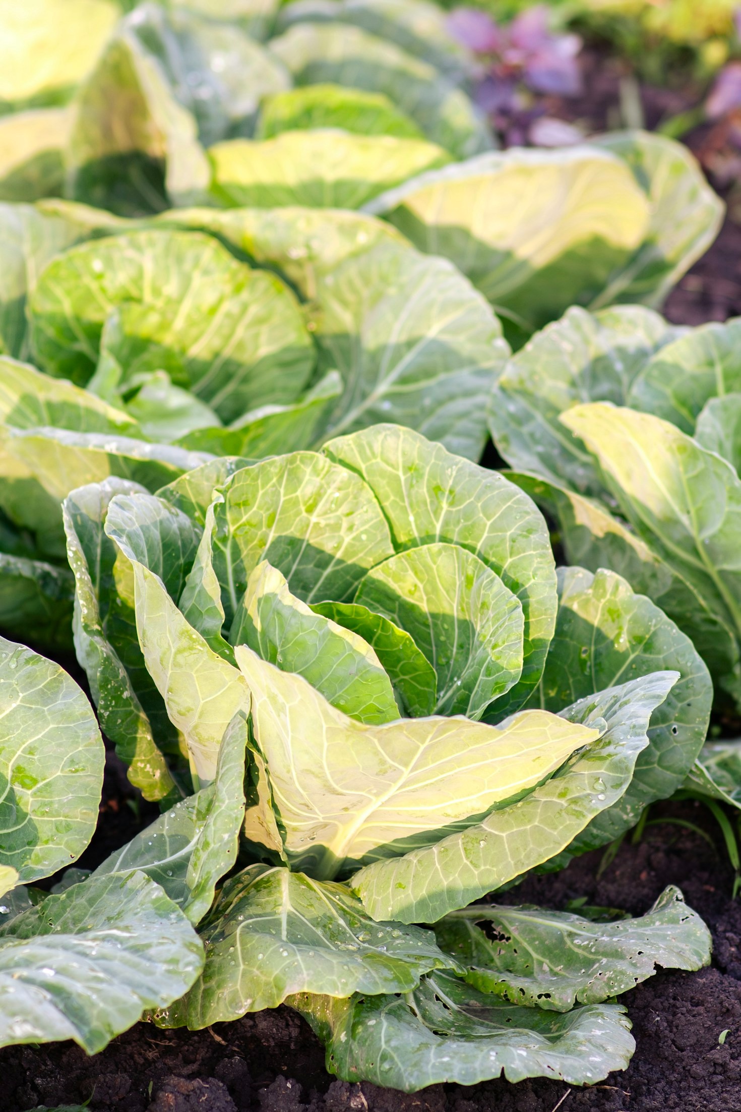 Creating a Soulful Connection with Your Garden