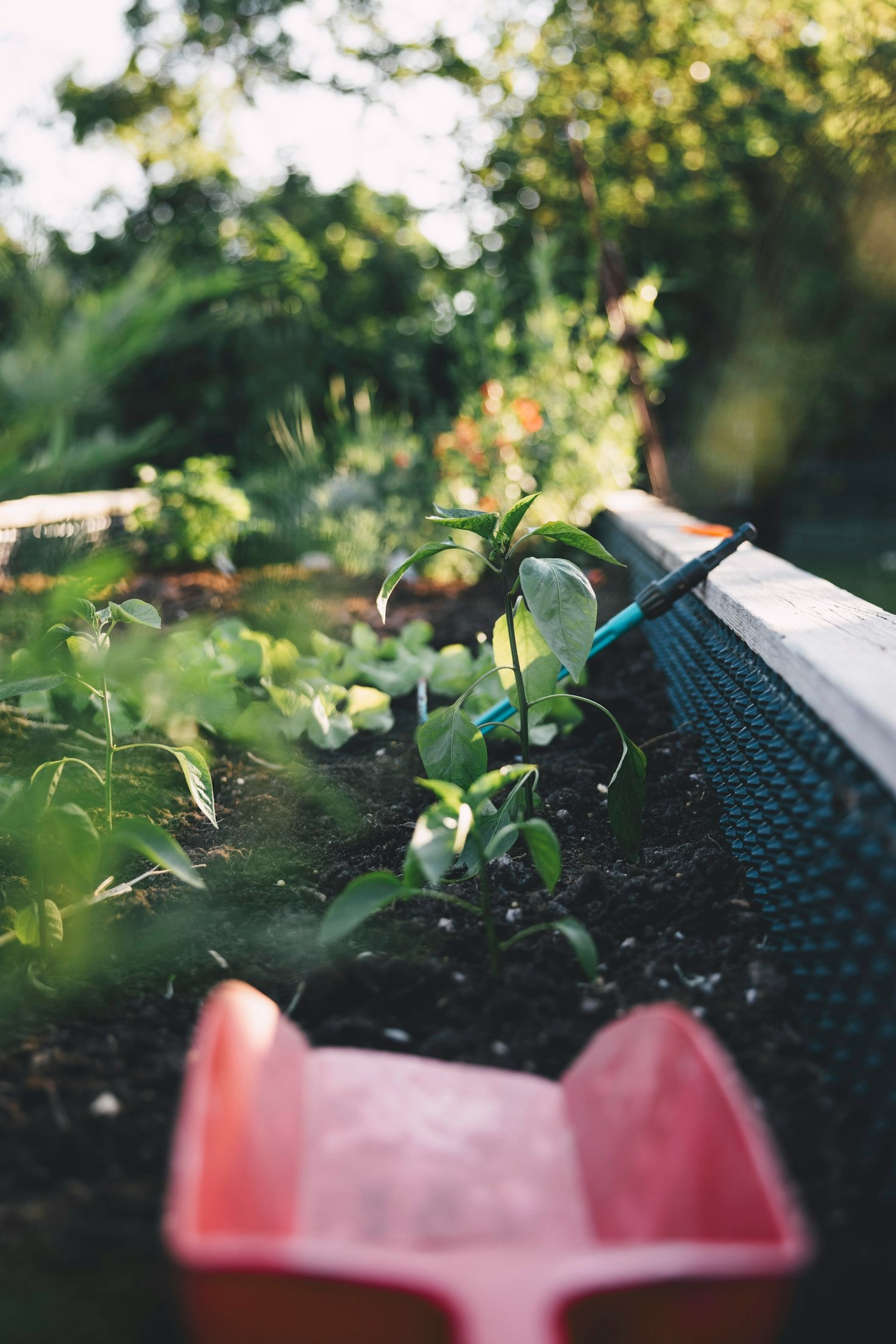 Steps to a Thriving Suburban Food Forest