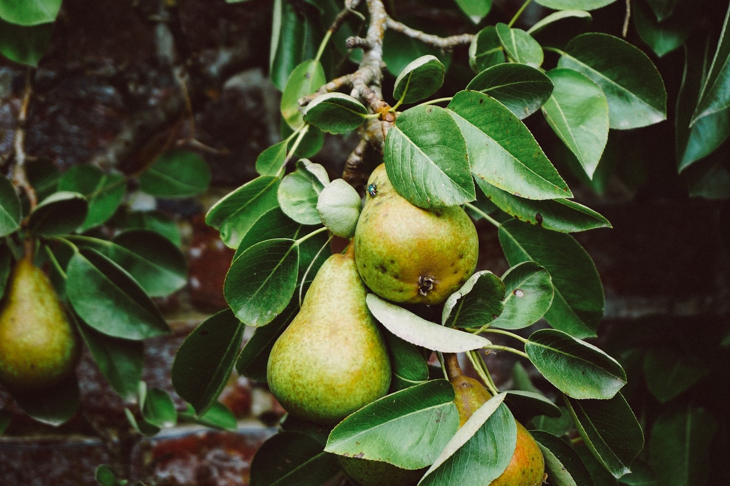 Why Permaculture is the Future of Gardening