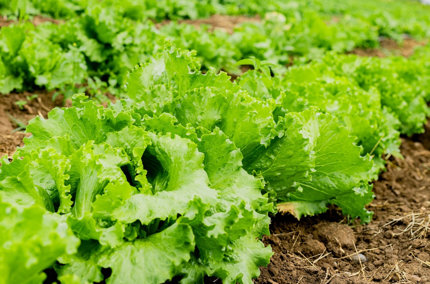 Sustainability Starts in Your Backyard